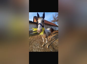 American Paint Horse Mix, Wałach, 3 lat, 150 cm, Srokata