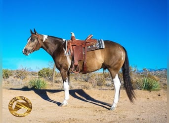American Paint Horse, Wałach, 3 lat, 152 cm, Jelenia
