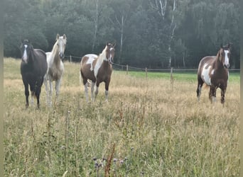 American Paint Horse, Wałach, 3 lat, 152 cm, Srokata