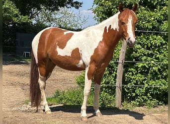 American Paint Horse, Wałach, 3 lat, 152 cm, Tobiano wszelkich maści