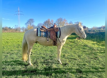 American Paint Horse Mix, Wałach, 3 lat, 153 cm, Izabelowata