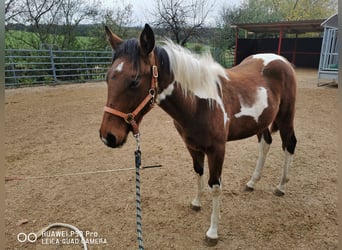 American Paint Horse, Wałach, 3 lat, 153 cm, Srokata