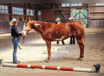 American Paint Horse, Wałach, 3 lat, 154 cm, Overo wszelkich maści