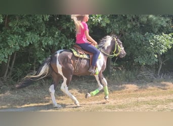 American Paint Horse, Wałach, 3 lat, 155 cm, Srokata