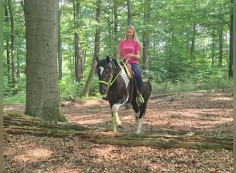 American Paint Horse, Wałach, 3 lat, 155 cm, Srokata