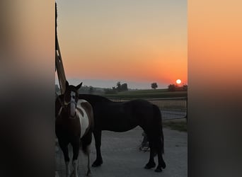 American Paint Horse, Wałach, 3 lat, 155 cm, Tobiano wszelkich maści