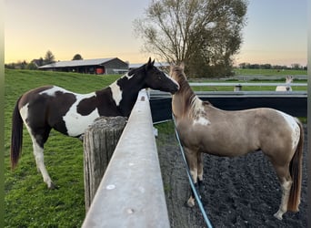 American Paint Horse, Wałach, 3 lat, 155 cm, Tobiano wszelkich maści