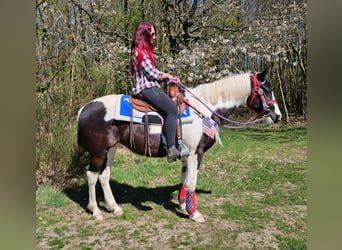 American Paint Horse Mix, Wałach, 3 lat, 156 cm, Srokata