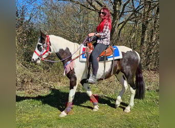 American Paint Horse Mix, Wałach, 3 lat, 156 cm, Srokata