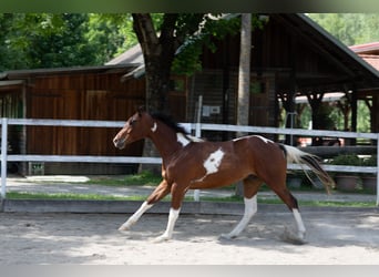 American Paint Horse, Wałach, 3 lat, 163 cm, Tobiano wszelkich maści