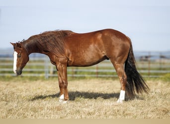 American Paint Horse, Wałach, 3 lat, Cisawa