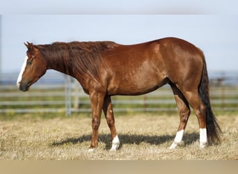 American Paint Horse, Wałach, 3 lat, Cisawa