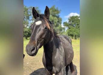 American Paint Horse, Wałach, 3 lat, Skarogniada