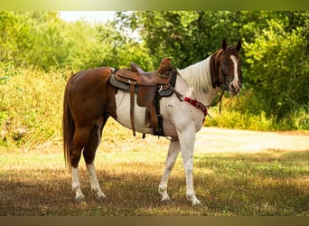 American Paint Horse, Wałach, 3 lat, Tobiano wszelkich maści