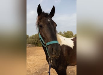 American Paint Horse, Wałach, 3 lat, Tovero wszelkich maści