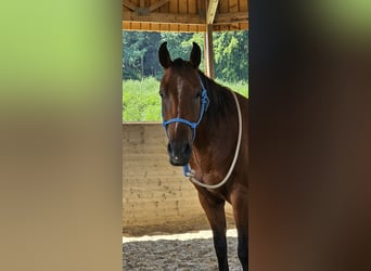 American Paint Horse, Wałach, 4 lat, 145 cm, Gniada