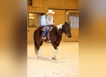 American Paint Horse, Wałach, 4 lat, 147 cm, Gniada