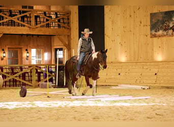 American Paint Horse, Wałach, 4 lat, 147 cm, Gniada