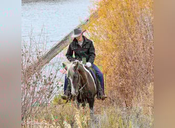 American Paint Horse, Wałach, 4 lat, 147 cm, Srokata