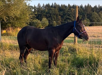 American Paint Horse, Wałach, 4 lat, 150 cm, Ciemnogniada