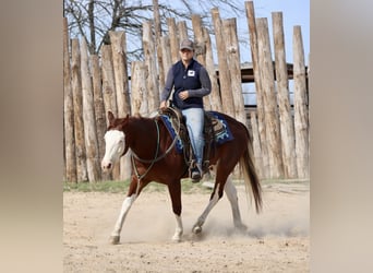 American Paint Horse, Wałach, 4 lat, 150 cm, Cisawa