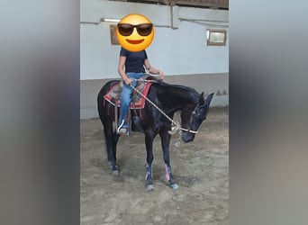 American Paint Horse, Wałach, 4 lat, 151 cm, Ciemnogniada