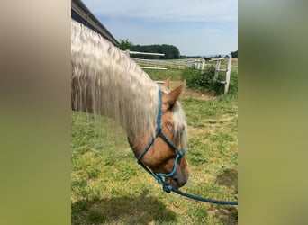 American Paint Horse, Wałach, 4 lat, 153 cm, Izabelowata