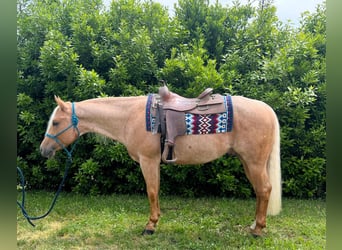 American Paint Horse, Wałach, 4 lat, 153 cm, Izabelowata