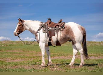 American Paint Horse, Wałach, 4 lat, 155 cm, Srokata