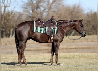 American Paint Horse, Wałach, 4 lat, 157 cm, Ciemnokasztanowata