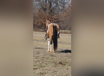 American Paint Horse, Wałach, 4 lat, 157 cm, Srokata