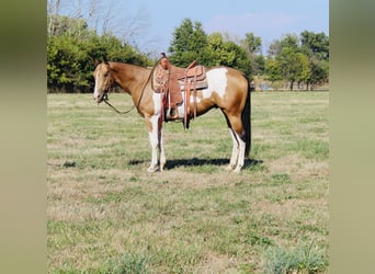 American Paint Horse, Wałach, 4 lat, 157 cm, Srokata