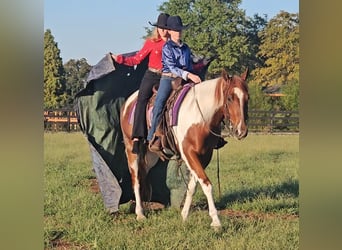 American Paint Horse, Wałach, 4 lat, 157 cm, Tobiano wszelkich maści