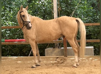 American Paint Horse, Wałach, 4 lat, 165 cm, Izabelowata