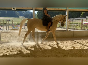 American Paint Horse, Wałach, 4 lat, 165 cm, Izabelowata