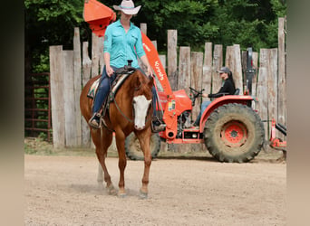American Paint Horse, Wałach, 4 lat, Cisawa