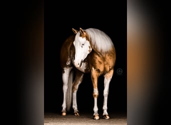 American Paint Horse, Wałach, 4 lat, Izabelowata