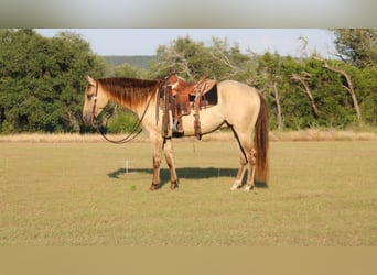 American Paint Horse, Wałach, 4 lat, Szampańska