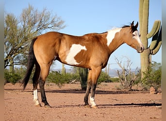 American Paint Horse, Wałach, 4 lat, Tobiano wszelkich maści