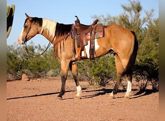 American Paint Horse, Wałach, 4 lat, Tobiano wszelkich maści