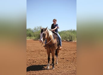 American Paint Horse, Wałach, 4 lat, Tobiano wszelkich maści