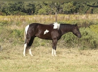 American Paint Horse, Wałach, 5 lat, 142 cm, Tobiano wszelkich maści