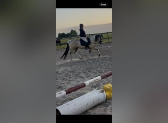 American Paint Horse, Wałach, 5 lat, 146 cm, Jelenia