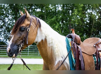 American Paint Horse, Wałach, 5 lat, 147 cm, Bułana