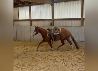 American Paint Horse, Wałach, 5 lat, 150 cm, Overo wszelkich maści