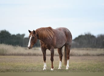 American Paint Horse, Wałach, 5 lat, 150 cm