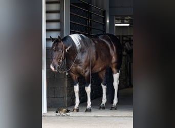 American Paint Horse, Wałach, 5 lat, 150 cm, Tobiano wszelkich maści