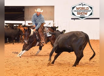 American Paint Horse, Wałach, 5 lat, 150 cm, Tobiano wszelkich maści