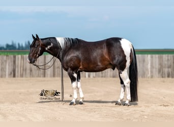 American Paint Horse, Wałach, 5 lat, 150 cm, Tobiano wszelkich maści