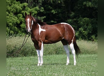 American Paint Horse, Wałach, 5 lat, 152 cm, Ciemnokasztanowata